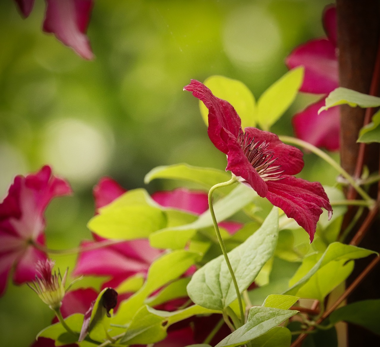 clematis  red  flower free photo