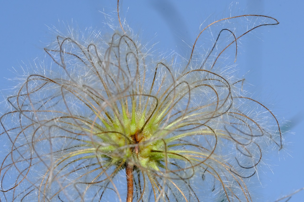 clematis  ranunculaceae  ornamental plant flower free photo