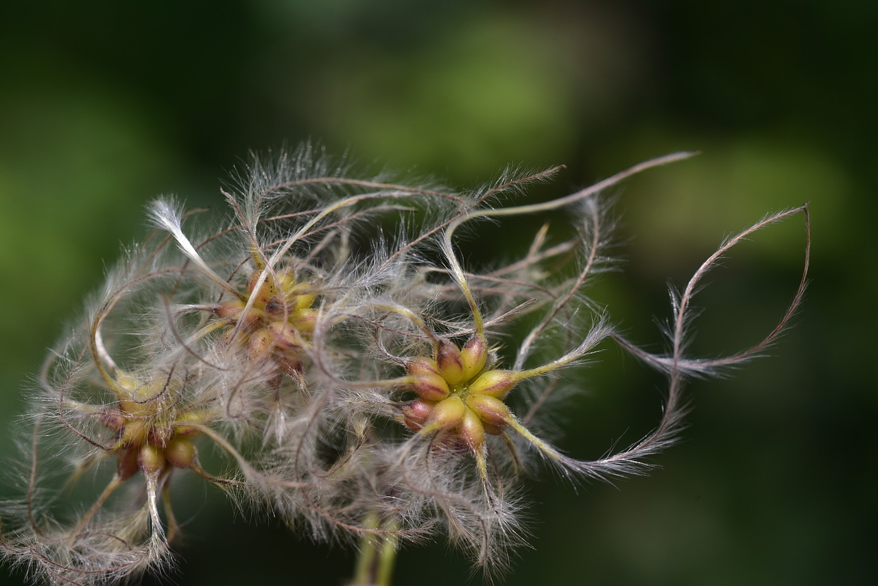 clematis  usually  woolly free photo