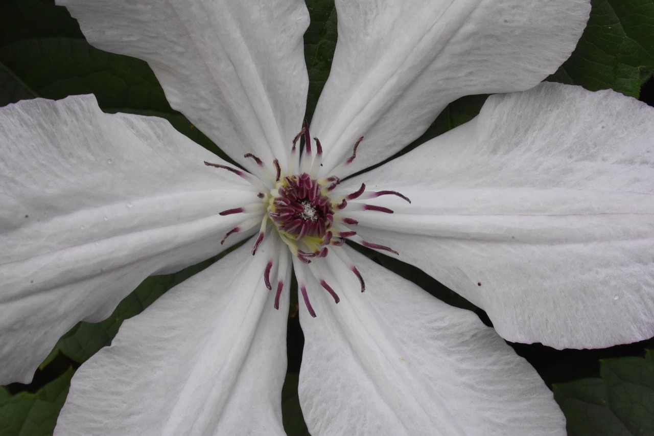 clematis  flower  white free photo