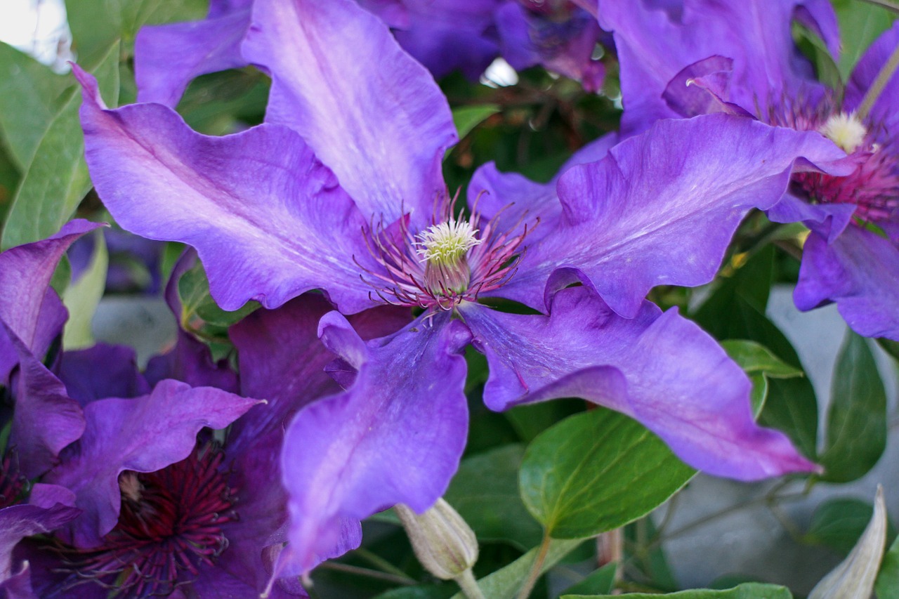 clematis purple light purple free photo