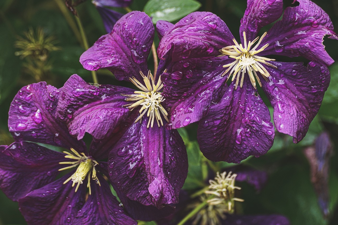 clematis  purple  blossom free photo