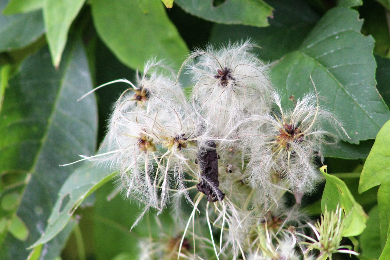 clematis  wayside  nature free photo