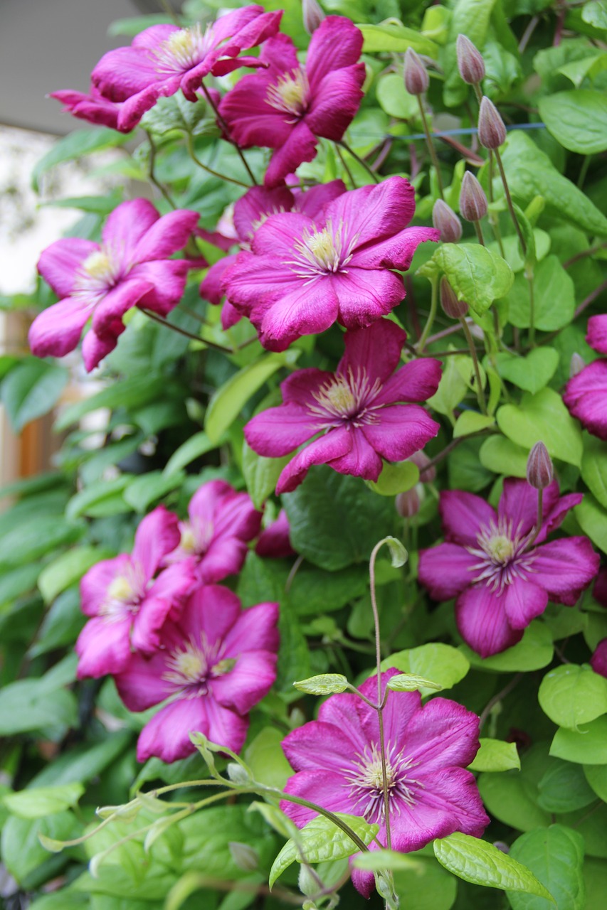clematis  flowers  plant free photo