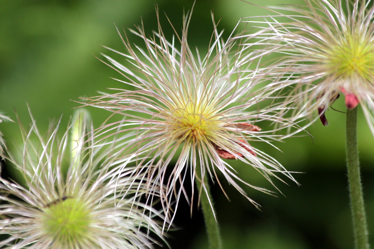 clematis  fruit  furry free photo