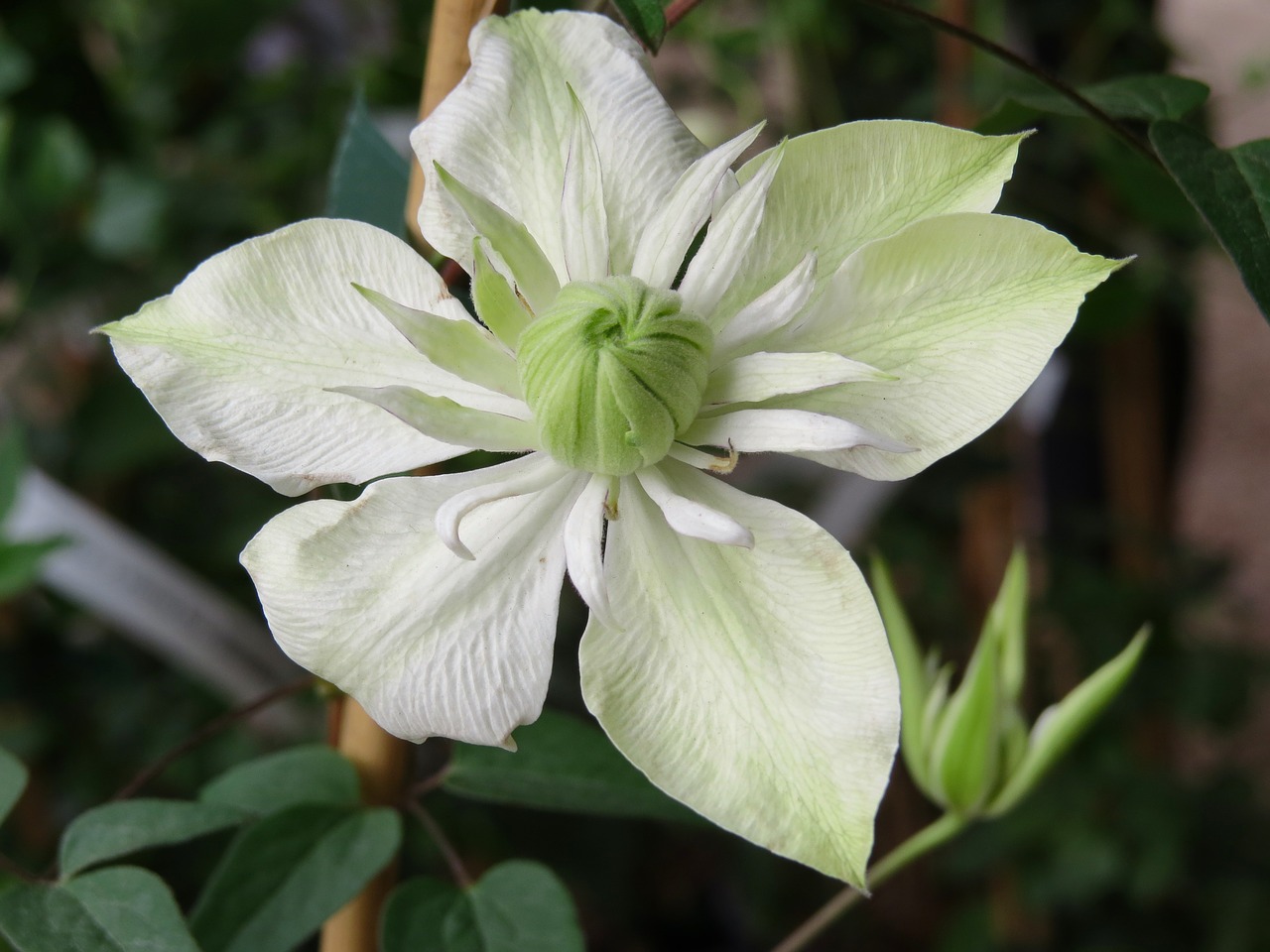 clematis  flowers  garden free photo