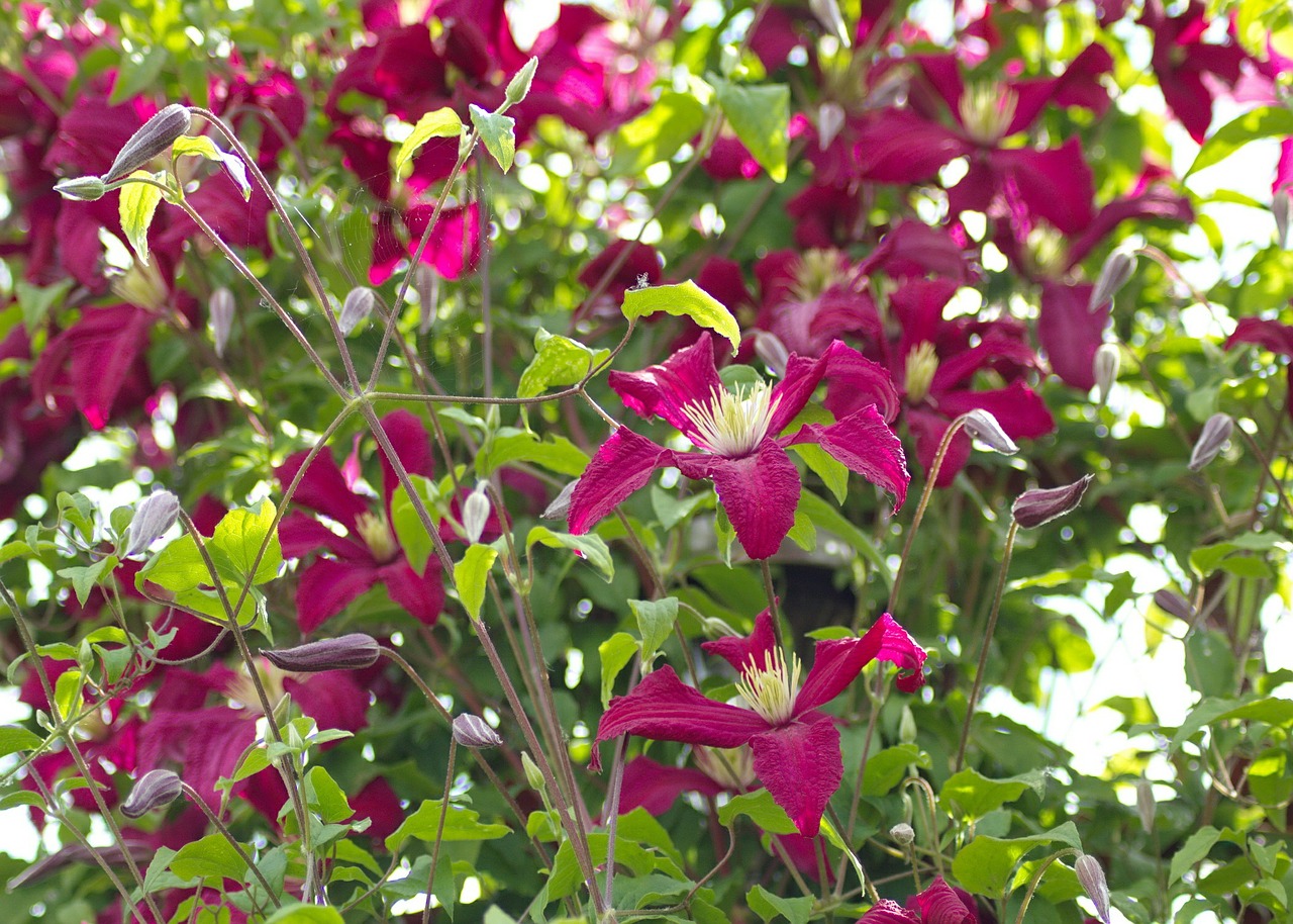 clematis flowers garden free photo