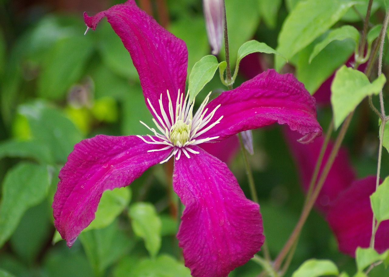 clematis flowers garden free photo