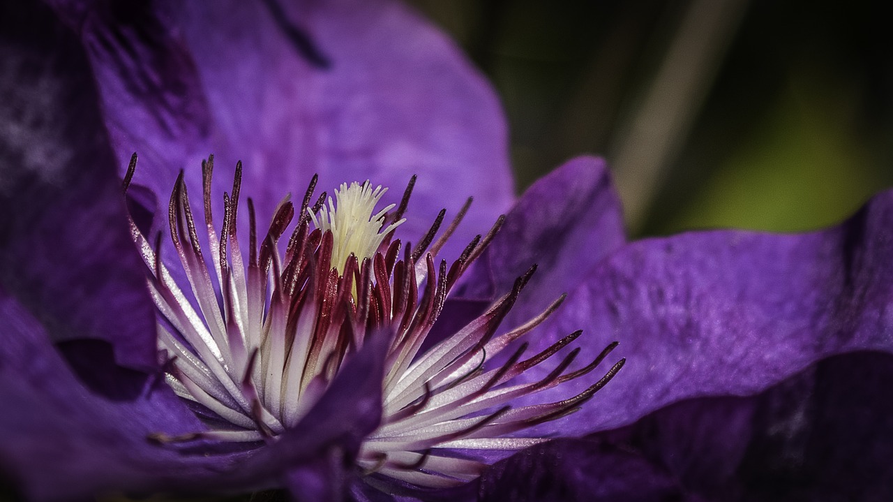 clematis  blossom  bloom free photo