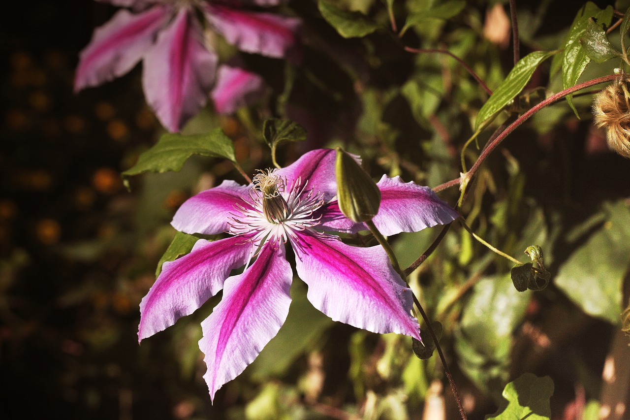 clematis  flower  creeper free photo