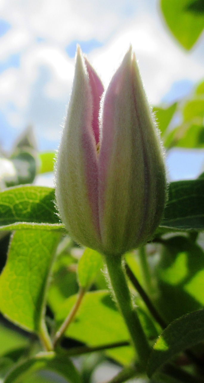 clematis climber bud free photo