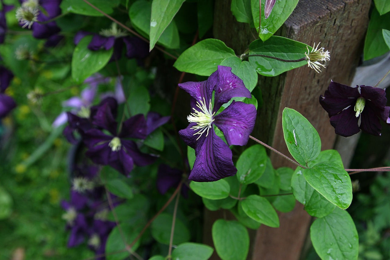 clematis flower vine free photo