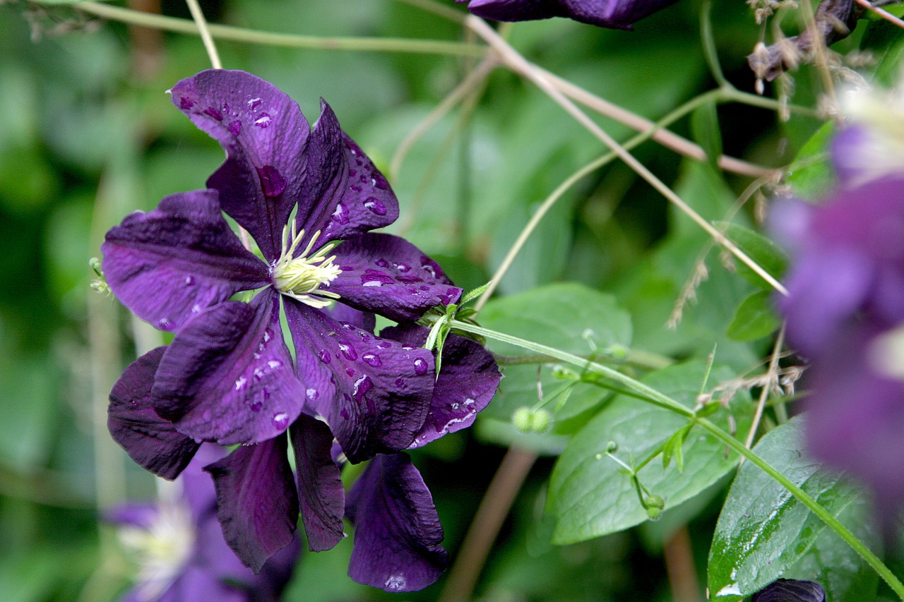 clematis flower vine free photo