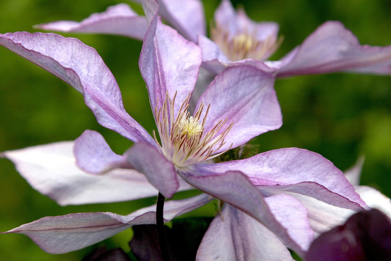 clematis flower vine free photo