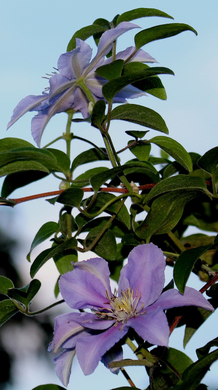 clematis flowers leaves free photo