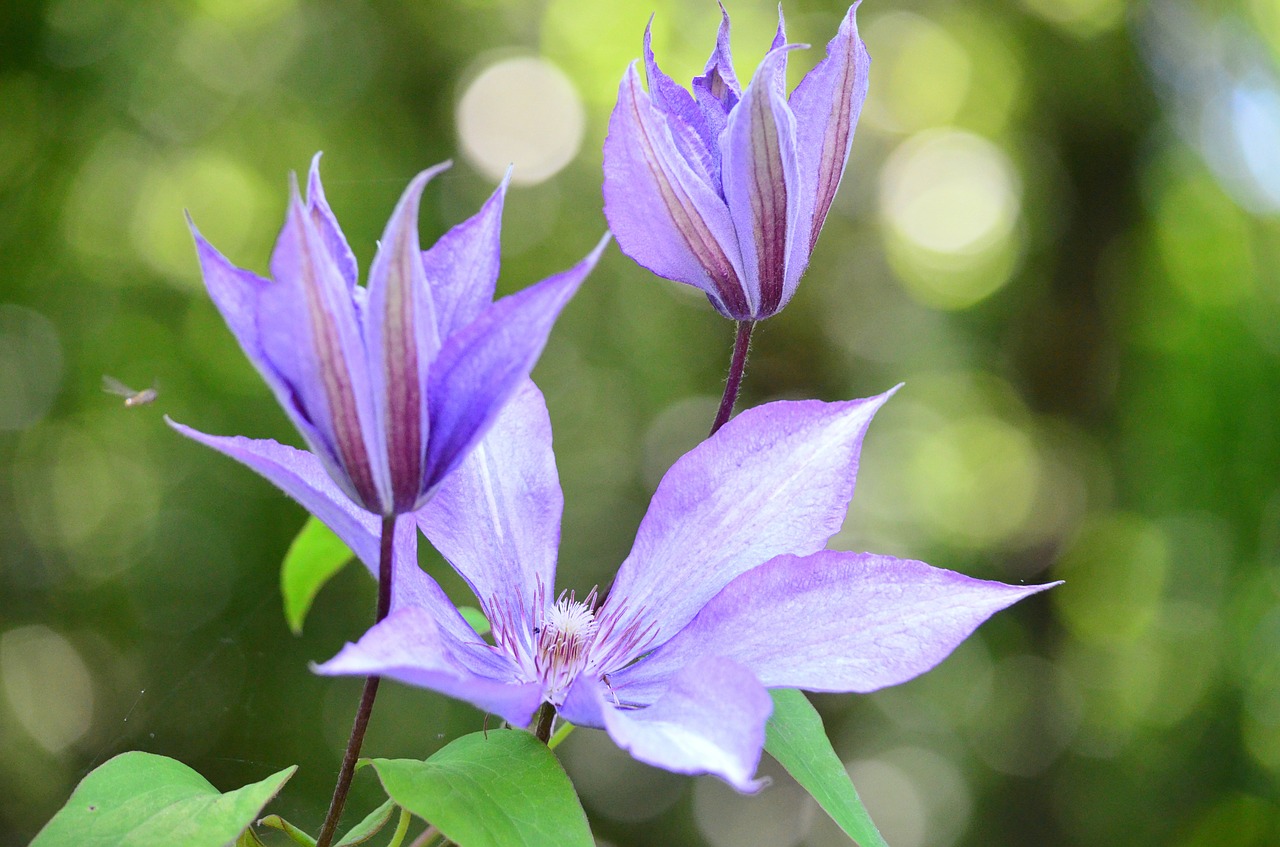 clematis flowers climber free photo