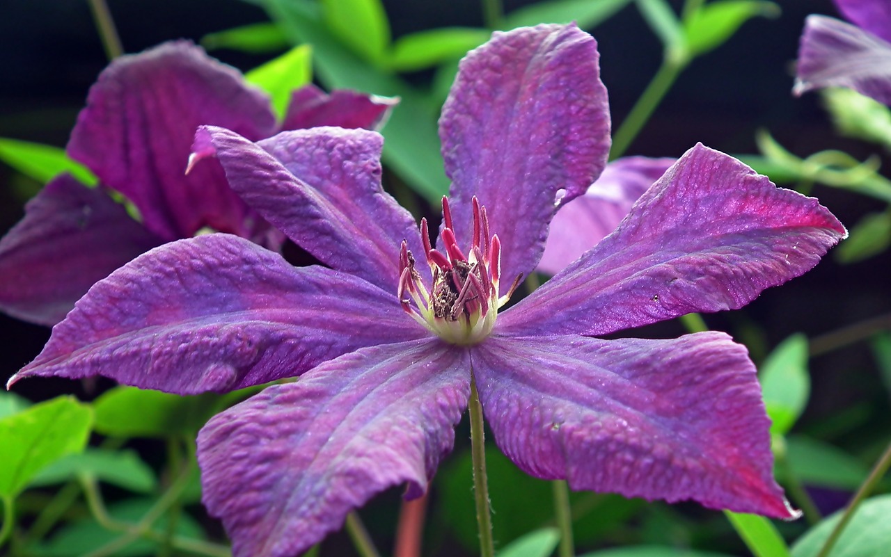 clematis  flower  creeper free photo