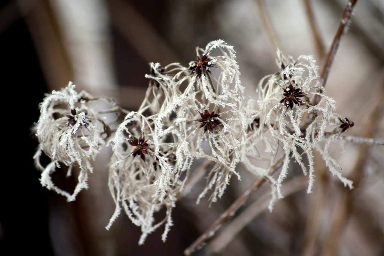 clematis  winter  creeper free photo