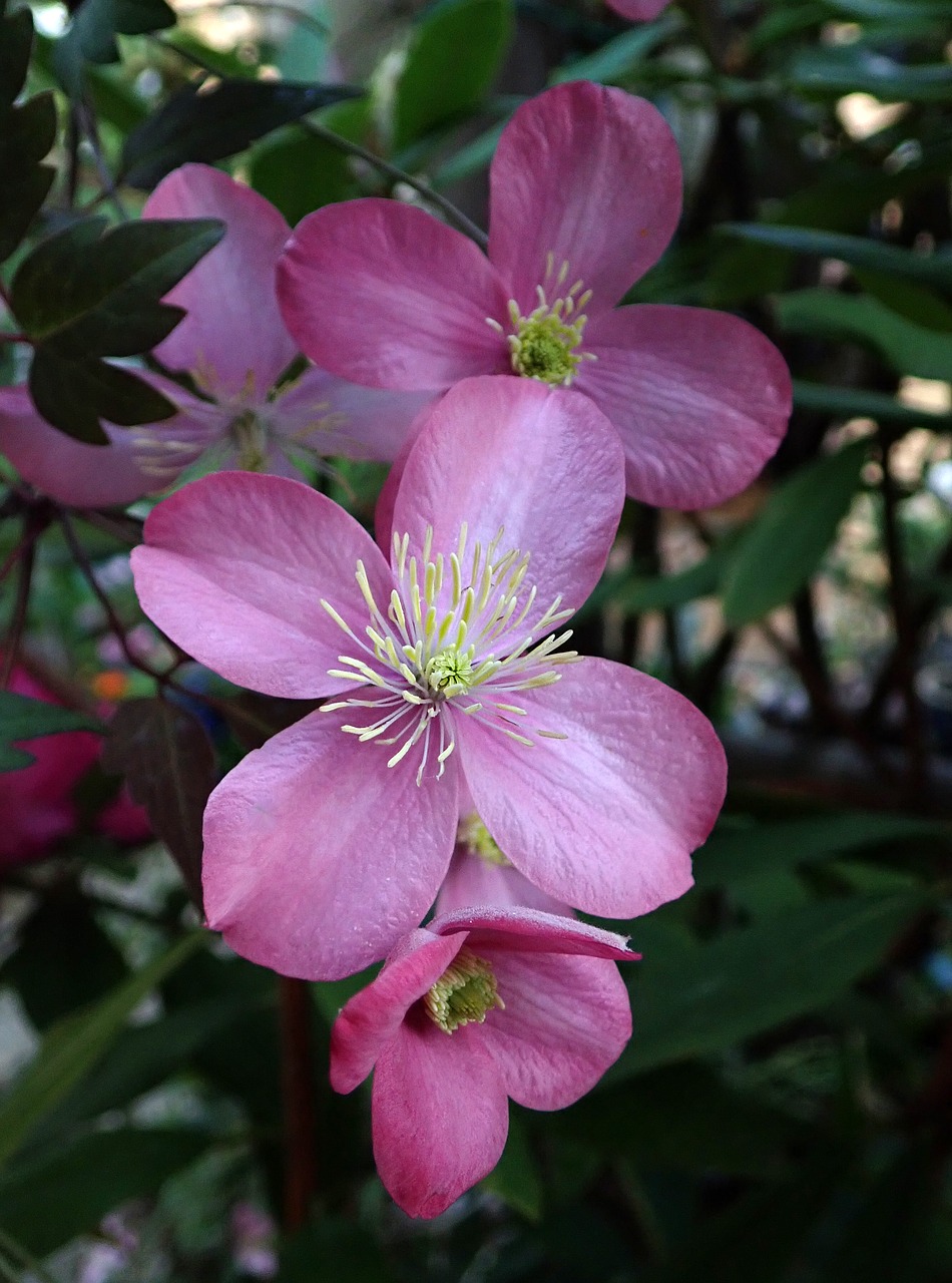 clematis  pink  flower free photo