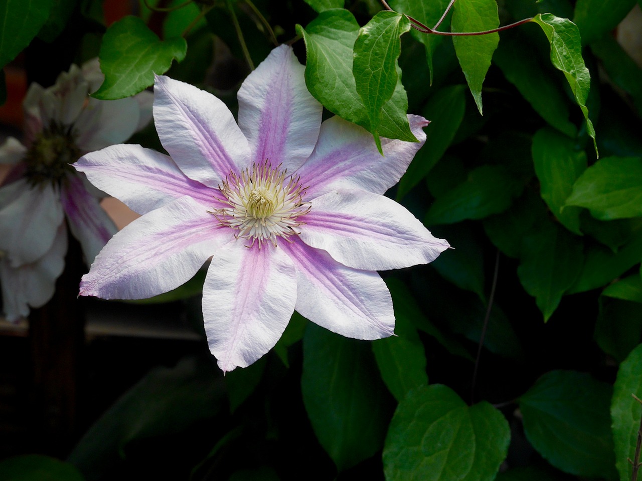 clematis  bloom  purple free photo