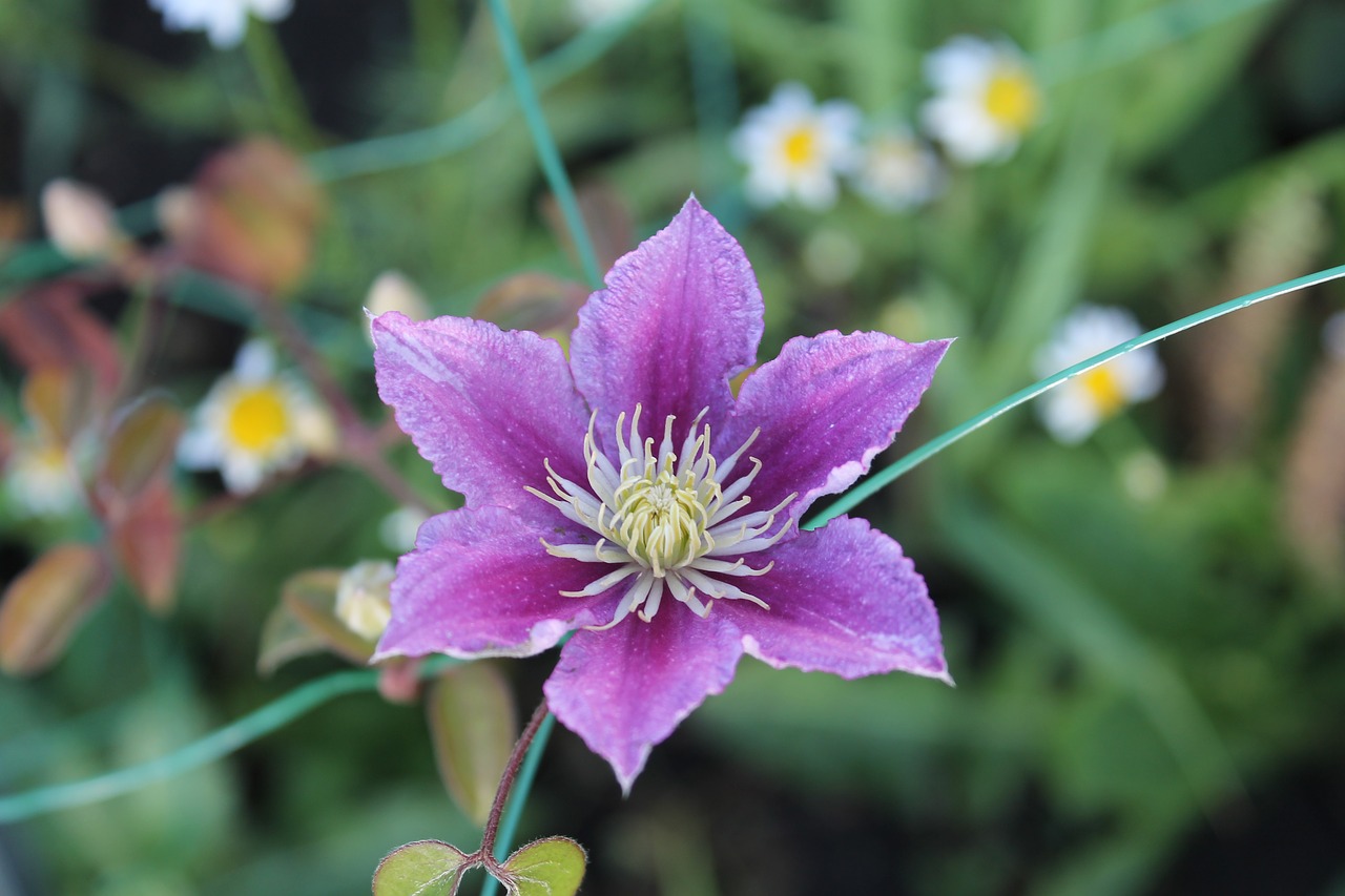 clematis  flower  nature free photo