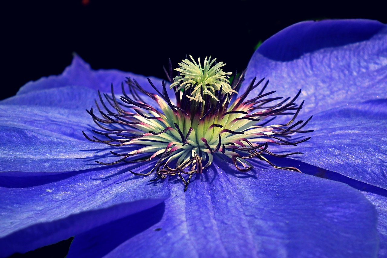 clematis  creeper  blue free photo