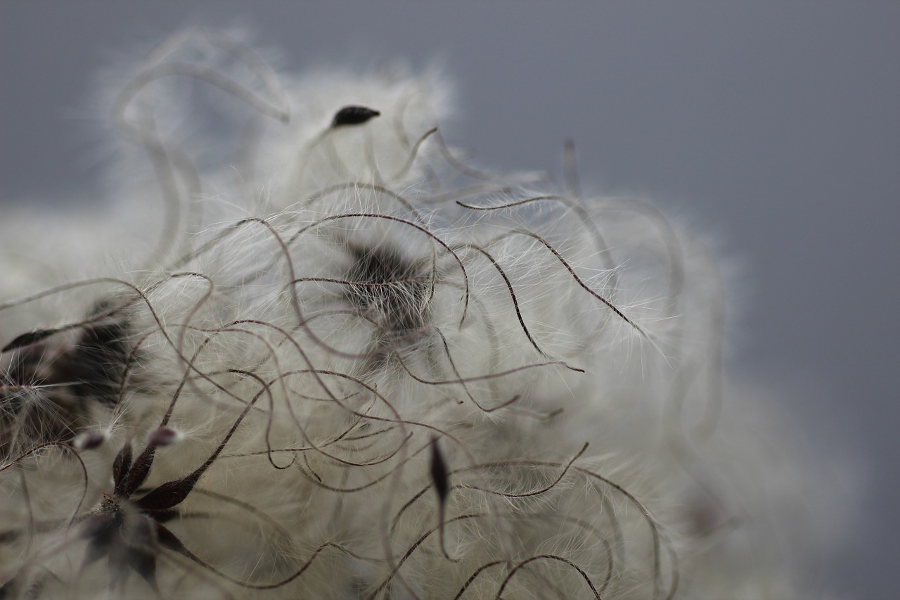 clematis  seed head  seeds free photo