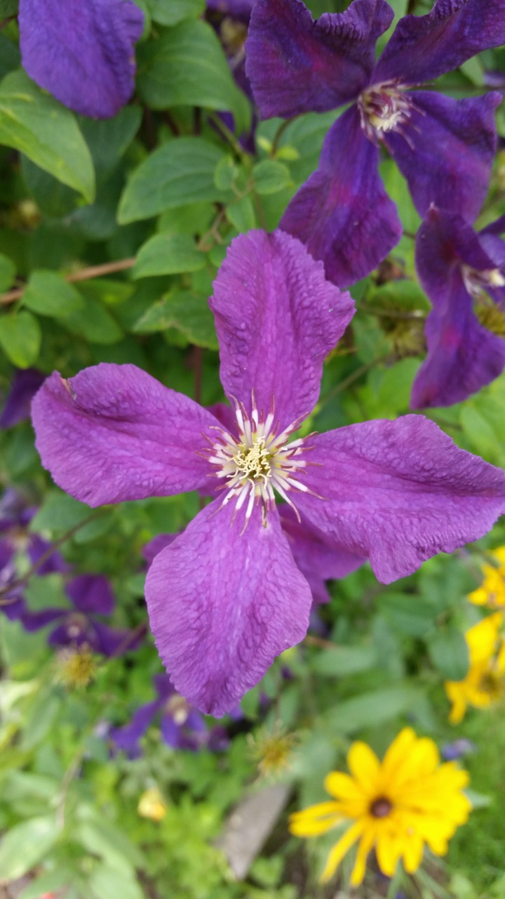 clematis flower blossom free photo