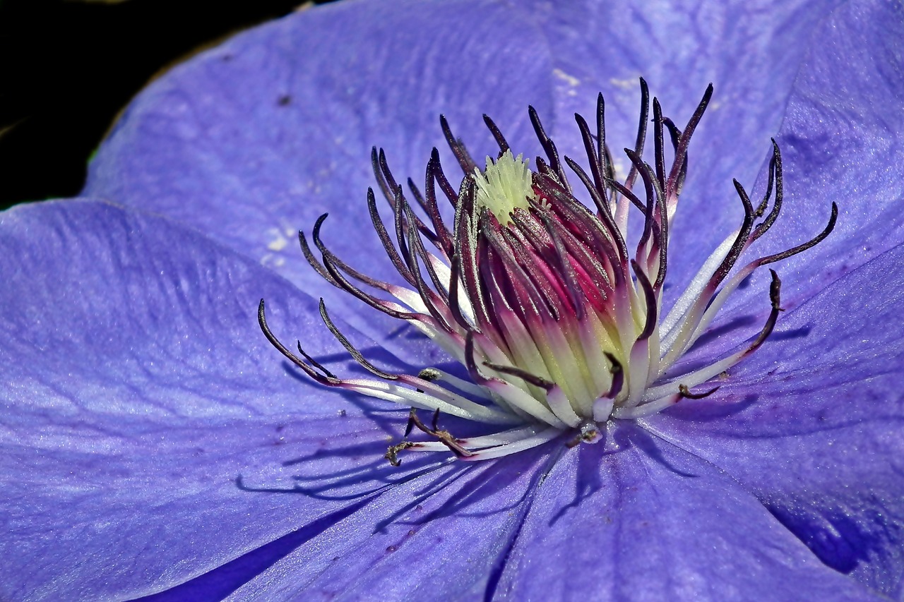 clematis  flower  blue free photo