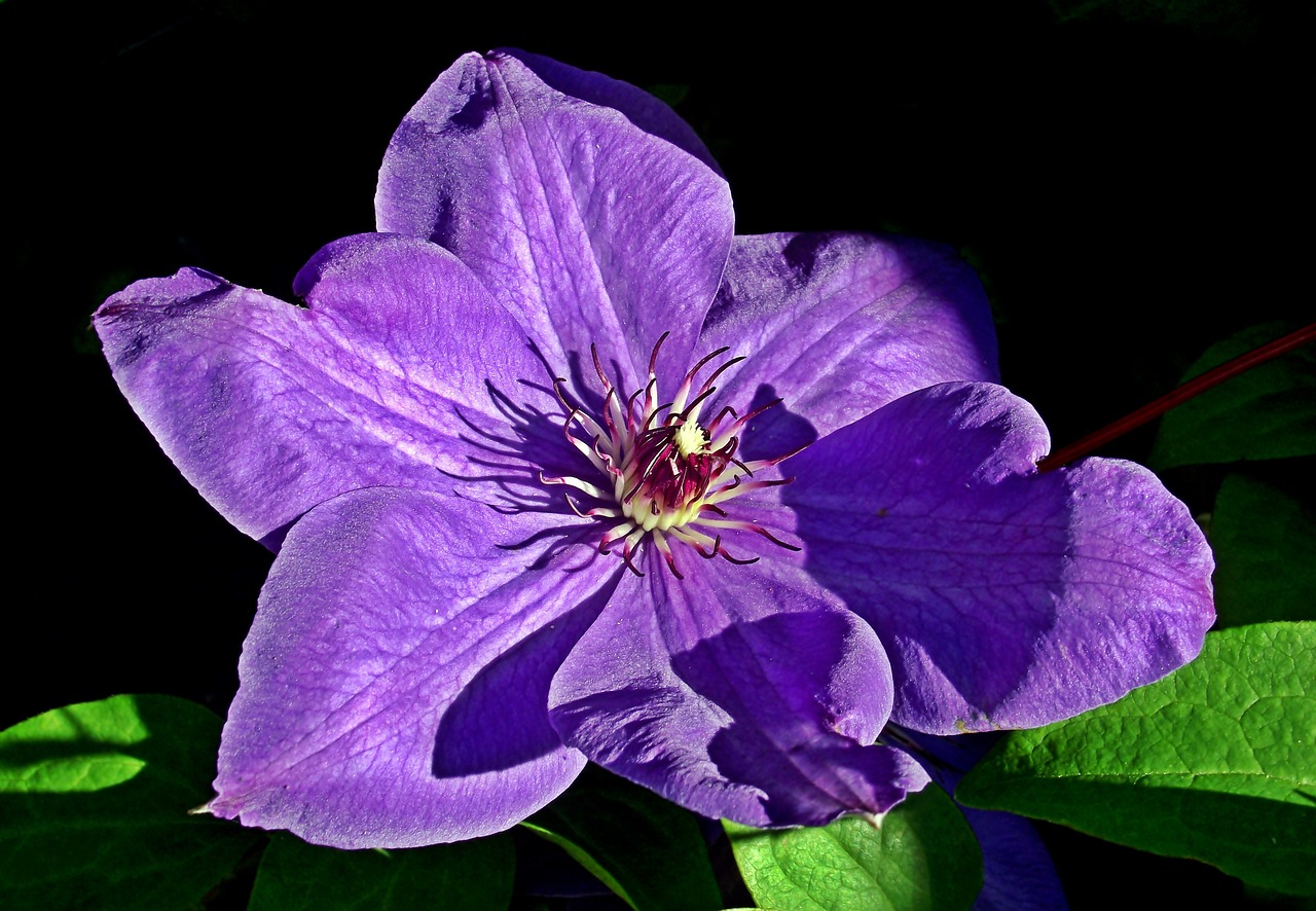 clematis  creeper  flower free photo