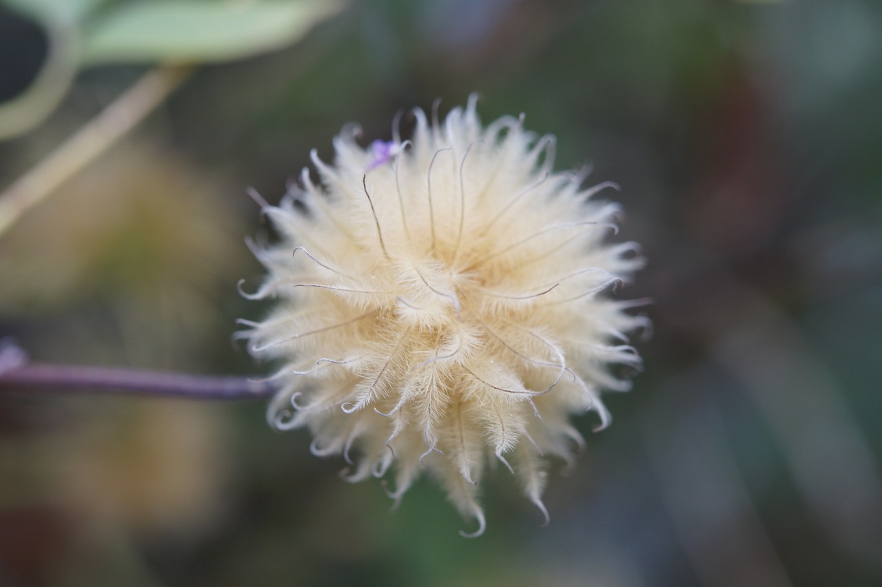 clematis seeds seeds was free photo