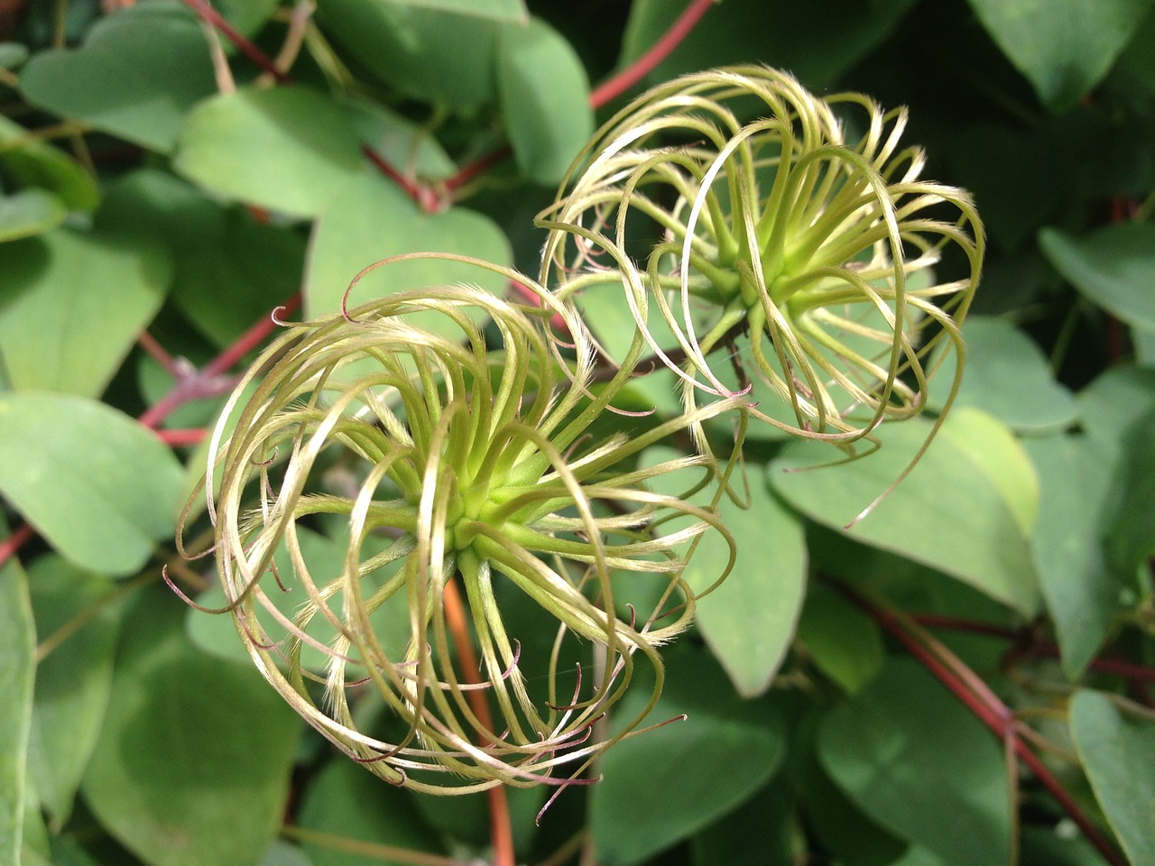 clematis climber vines free photo