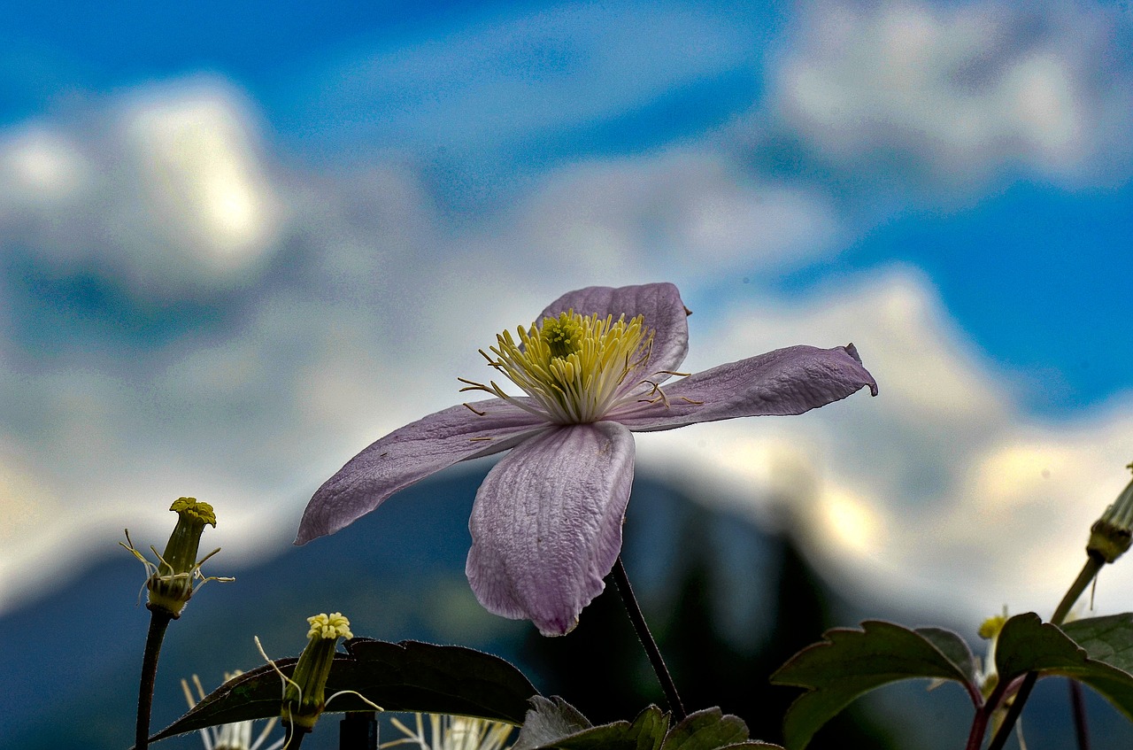 clematis  flower  nature free photo