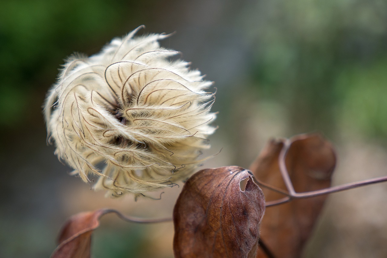 clematis  autumn  leaves free photo