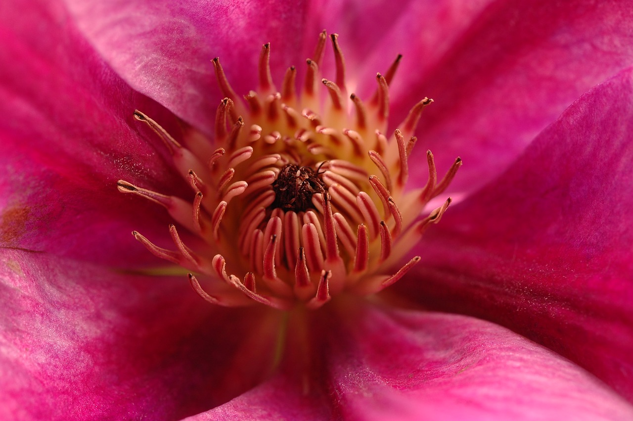 clematis  plant  bloom free photo