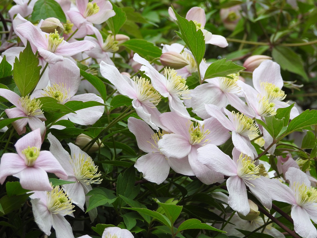 clematis  blossom  bloom free photo