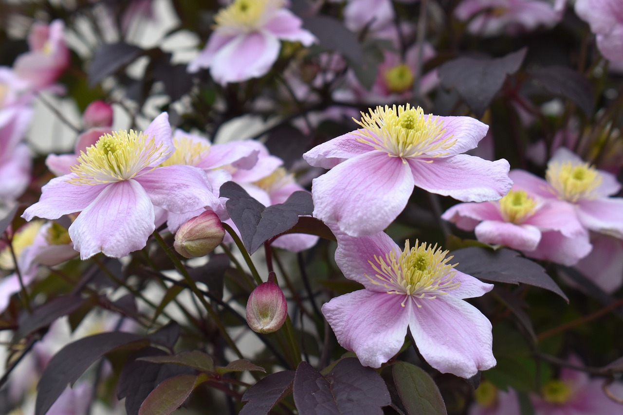 clematis  flowers  plants free photo