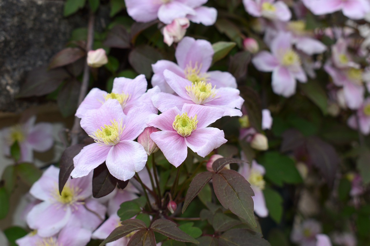 clematis  flowers  plants free photo