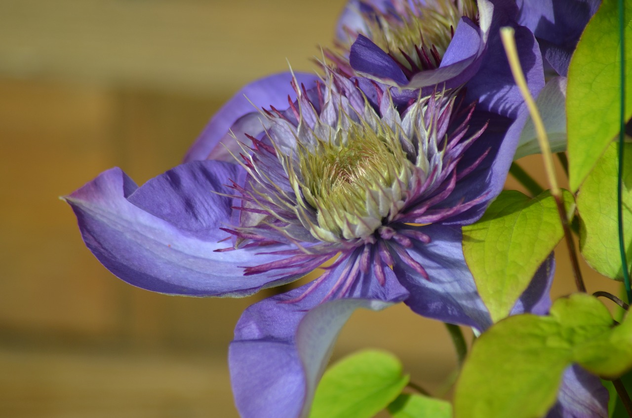 clematis  flowers  purple flowers free photo