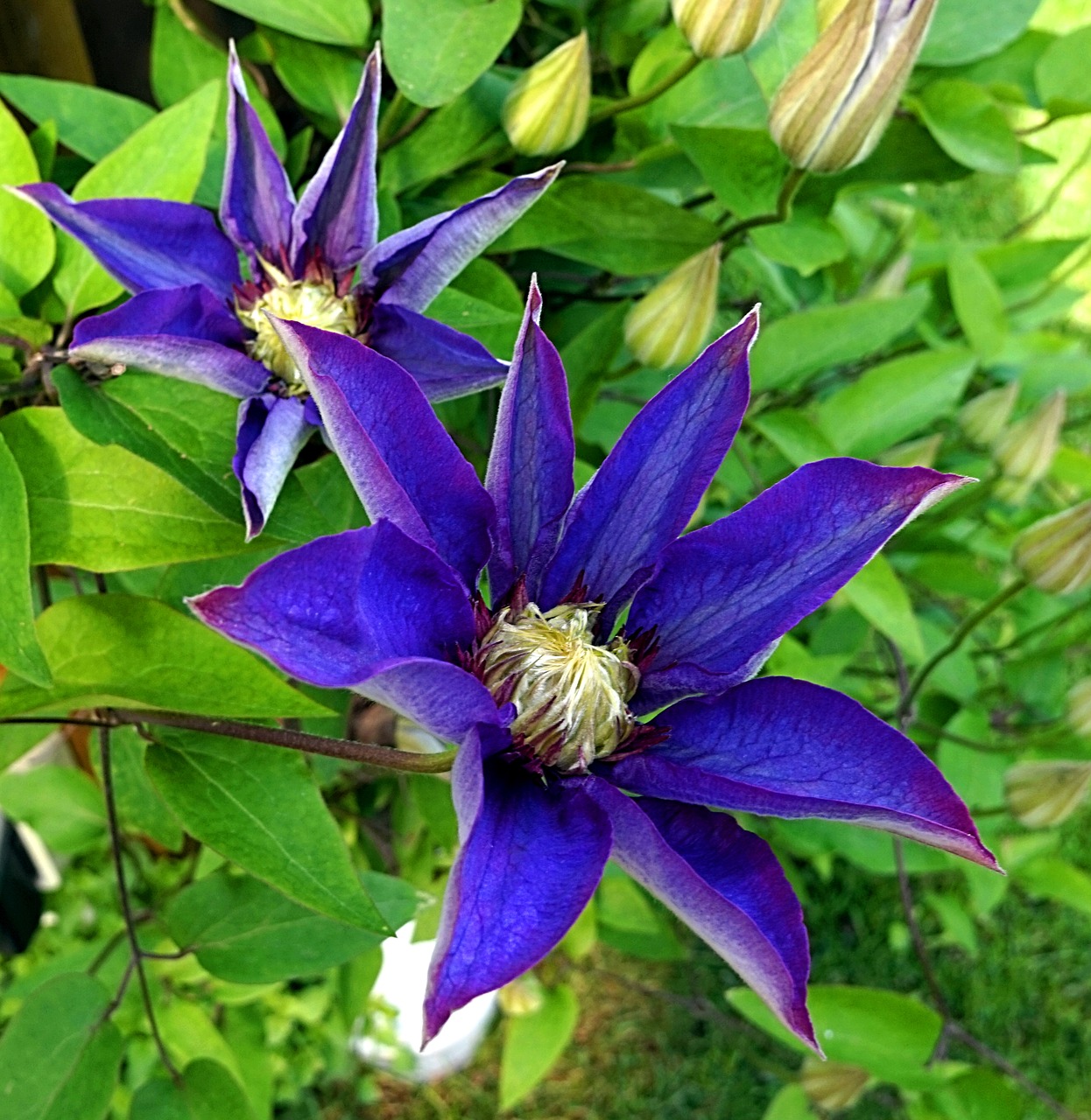 clematis  blue  blossom free photo