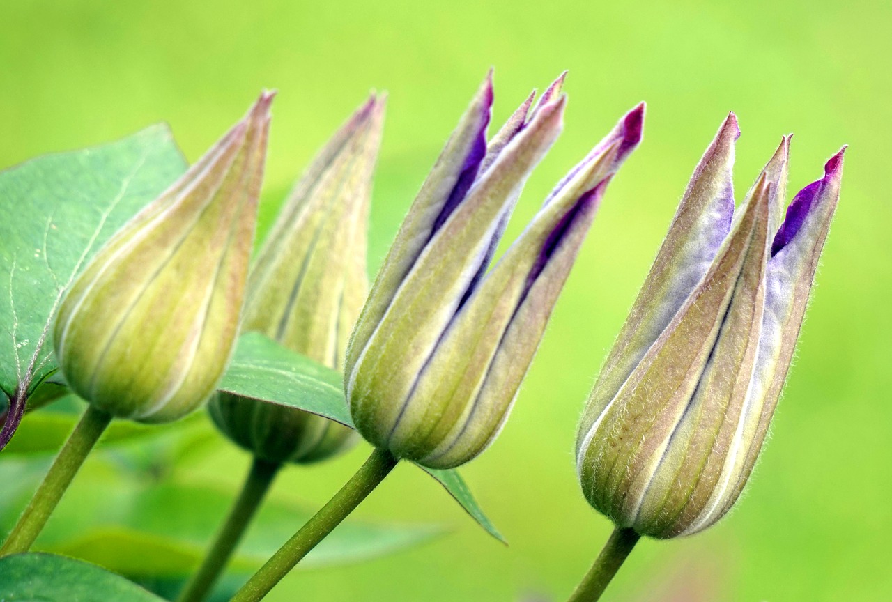 clematis  bud  blossom free photo