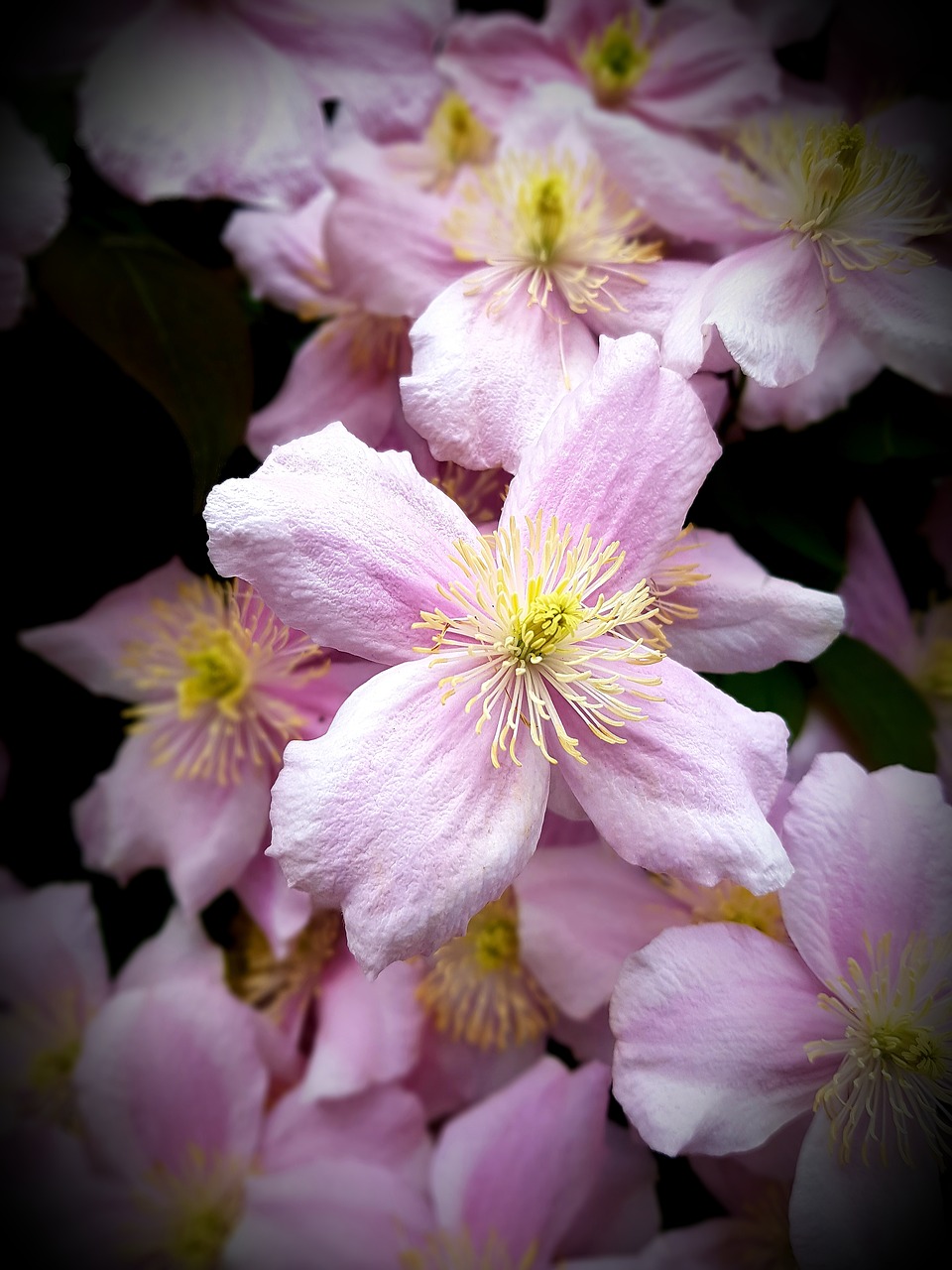 clematis  flower  bloom free photo