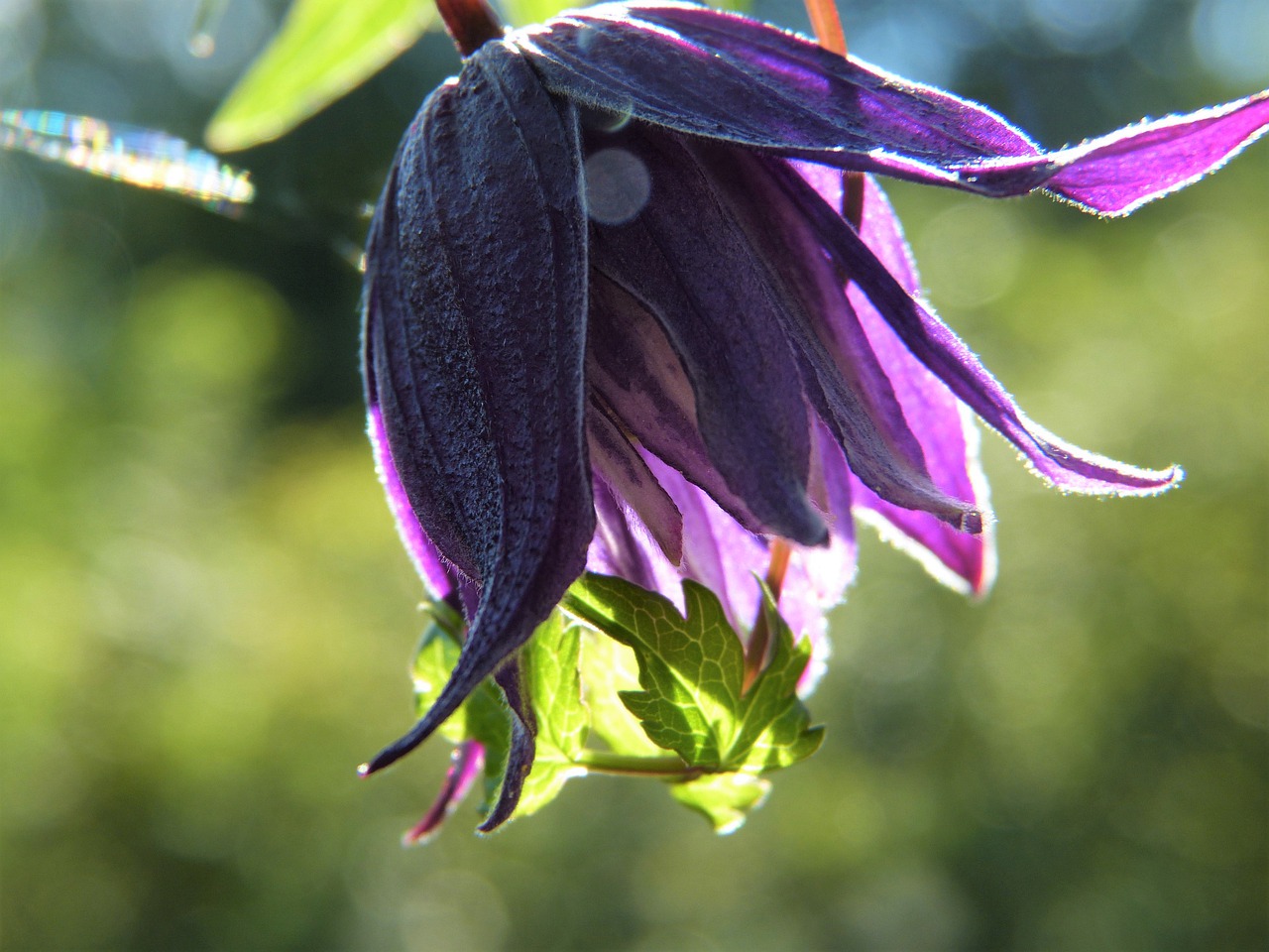 clematis  purple  blossom free photo