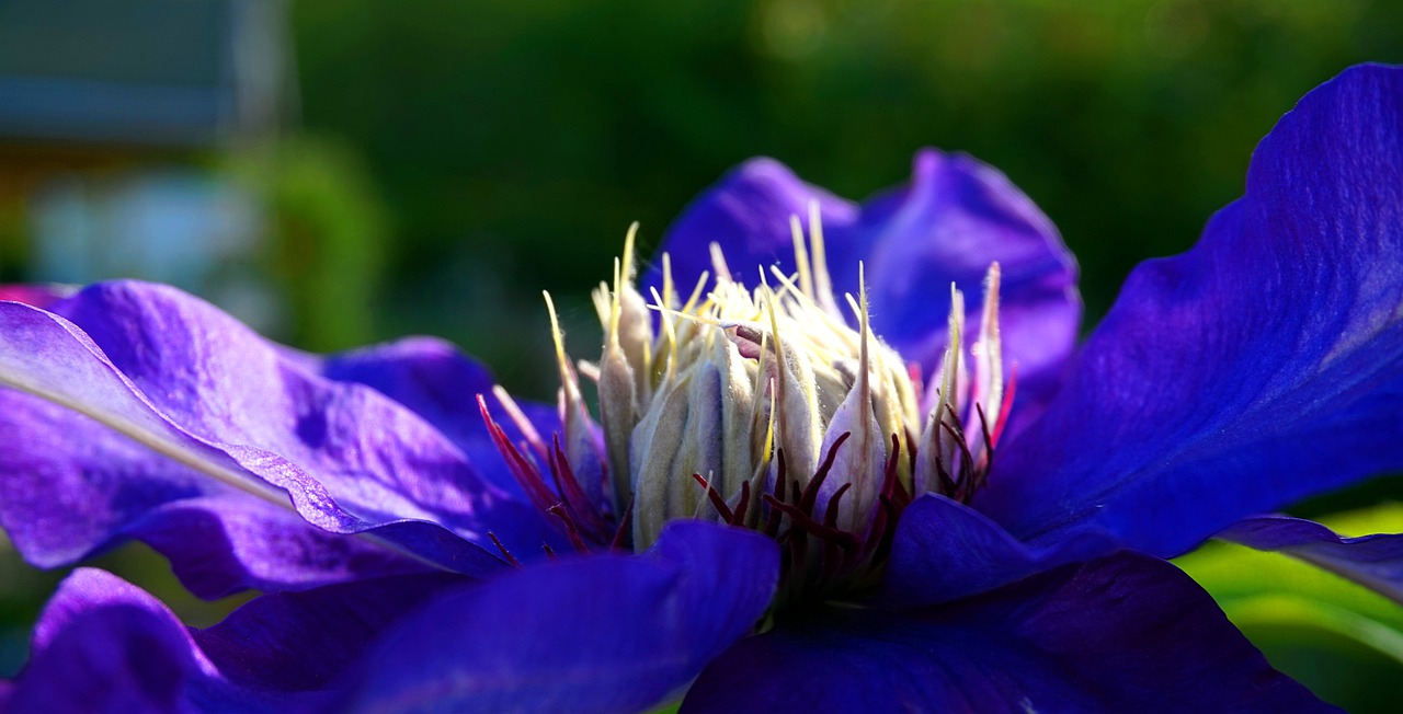 clematis  blue  blossom free photo