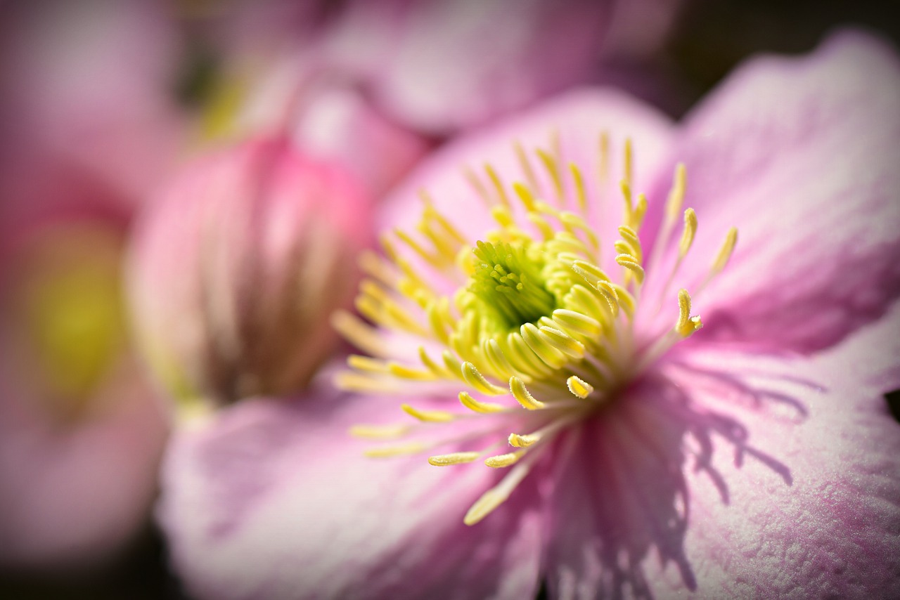 clematis  flower  plant free photo