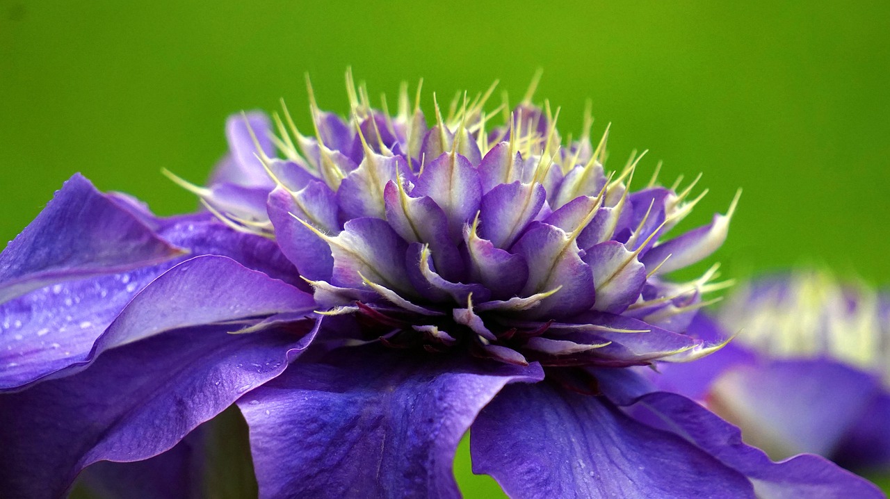 clematis  blossom  bloom free photo