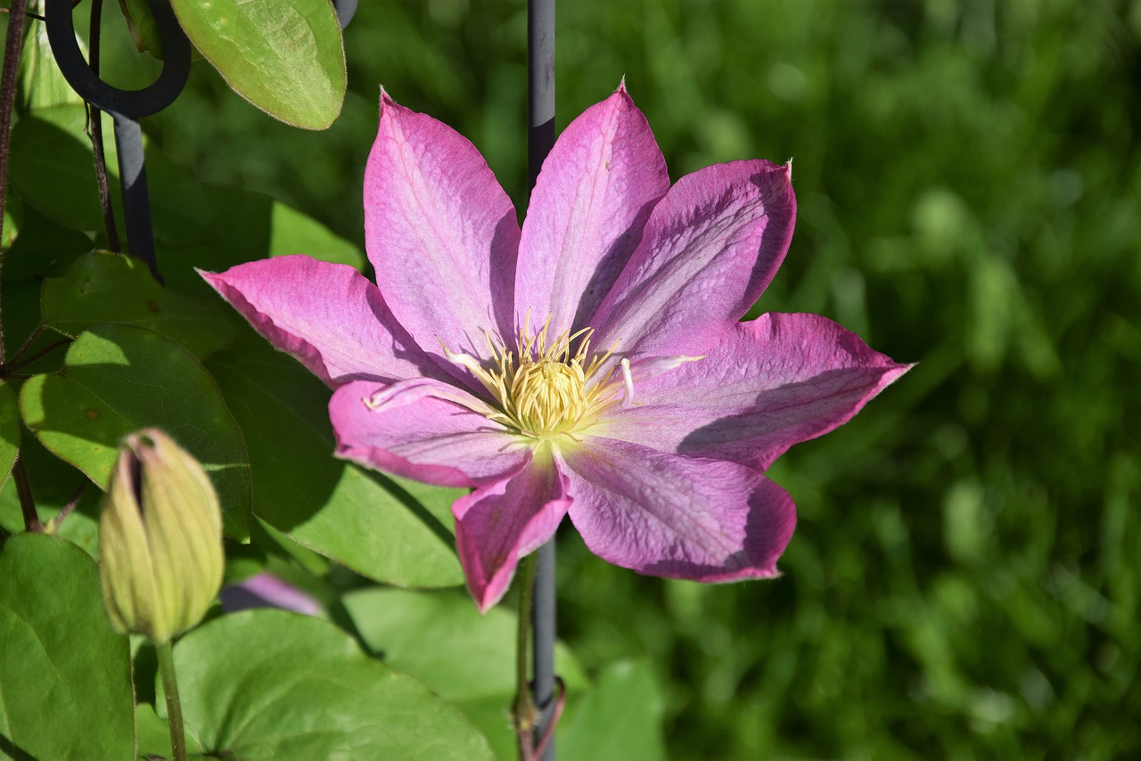 clematis  spring  flower free photo