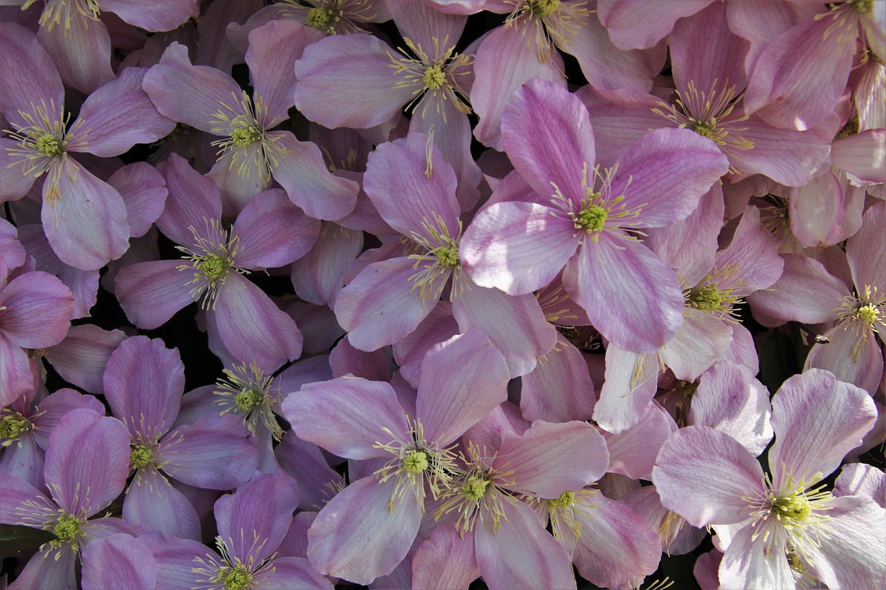 clematis  fresh  inflorescence free photo