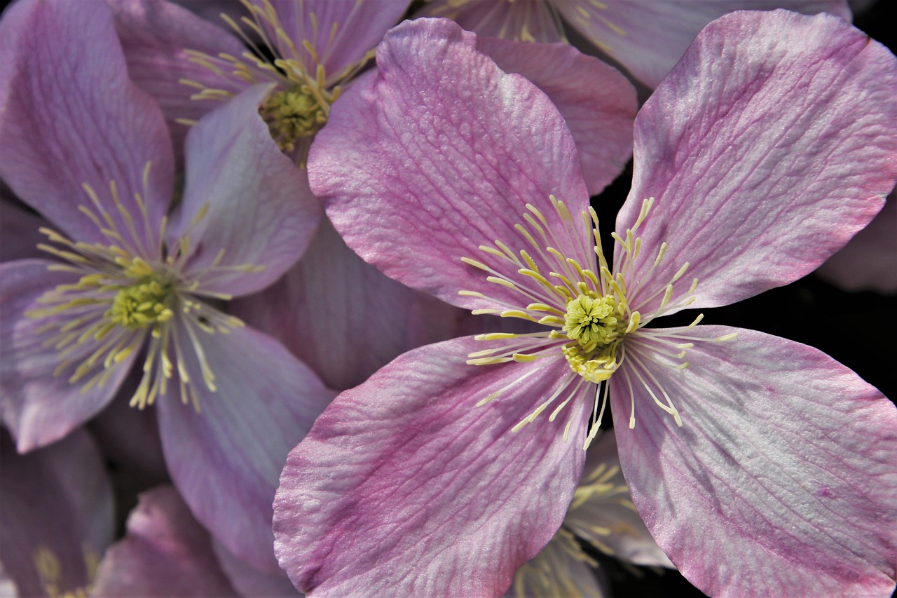 clematis  the smell of  inflorescence free photo