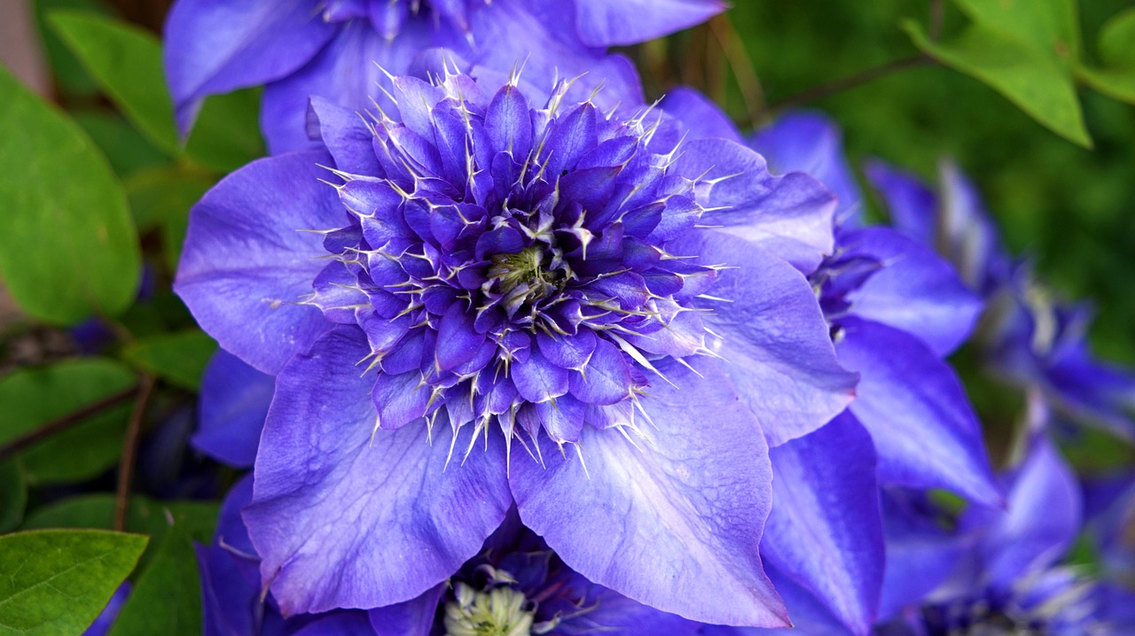 clematis  blue  blossom free photo